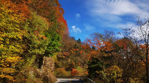 【徒步华夏寻秋特辑・神农架站】宜昌秘境探幽 + 神农架秋色徒步 + 送郎山云海踏秋 + 狼牙山奇岩穿越 + 神农谷彩林漫行 + 华中第一哨观山 4 日徒步之旅