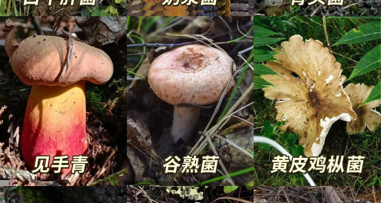 【北京一周一山·暴雨顶】初级丨11公里丨户外新乐趣：暴雨顶徒步探秘野生菌的奇妙世界！