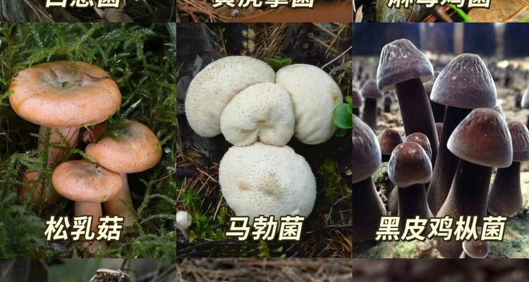 【北京一周一山·暴雨顶】初级丨11公里丨户外新乐趣：暴雨顶徒步探秘野生菌的奇妙世界！