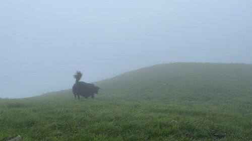 【北京一周一山·饮牛渠】初级丨15公里丨打卡绝美高山草甸+牛羊成群+漫步原生态森林氧吧！