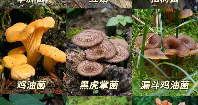 【北京一周一山·暴雨顶】初级丨11公里丨户外新乐趣：暴雨顶徒步探秘野生菌的奇妙世界！