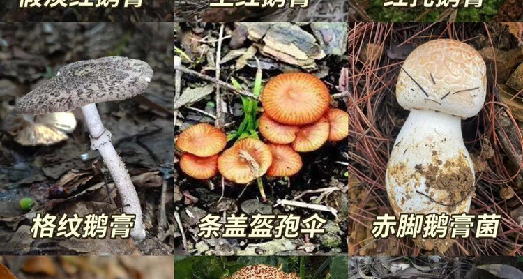 【北京一周一山·暴雨顶】初级丨11公里丨户外新乐趣：暴雨顶徒步探秘野生菌的奇妙世界！