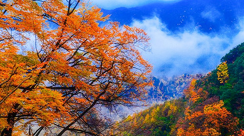 【遇见光雾山·深度摄影7日】光雾山+米仓山+十八月潭+黎坪国家森林公园+天然画廊+香炉山云海+黑熊沟+大小兰沟+龙头山云海+太洋公路+紫柏山国家森林公园+随队摄影师跟拍+无人机航拍+汉中四钻酒店+金牌10人旅拍团