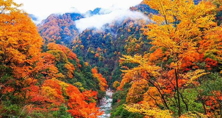 【遇见光雾山·深度摄影7日】光雾山+米仓山+十八月潭+黎坪国家森林公园+天然画廊+香炉山云海+黑熊沟+大小兰沟+龙头山云海+太洋公路+紫柏山国家森林公园+随队摄影师跟拍+无人机航拍+汉中四钻酒店+金牌10人旅拍团