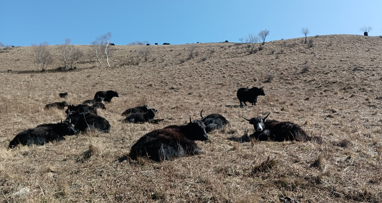 【北京一周一山·北灵山】初级丨10公里丨打卡京郊”阿勒泰“+踏浪高山草甸+邂逅云海+开启狂欢派对~