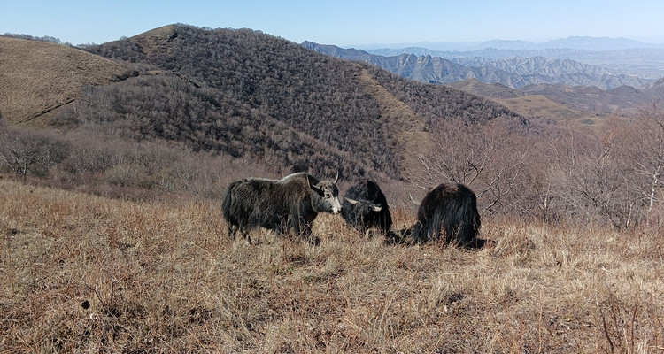 【北京一周一山·北灵山】初级丨10公里丨打卡京郊”阿勒泰“+踏浪高山草甸+邂逅云海+开启狂欢派对~