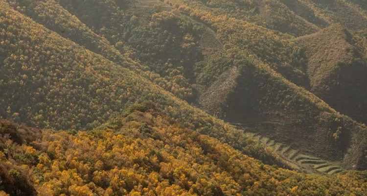 【北京一周一山·麻田岭】初级丨9公里丨穿行在落叶松林+行走在调色盘里+探索这个秋天的童话世界！