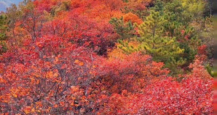 【北京一周一山·金海湖】休闲丨8公里徒步丨一半湖水一半山+俯瞰金海湖+赏绝美湖光山色