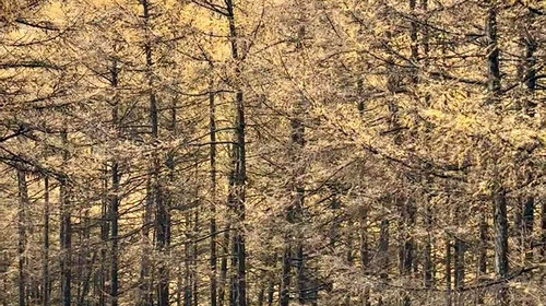 【北京一周一山·麻田岭】初级丨9公里丨穿行在落叶松林+行走在调色盘里+探索这个秋天的童话世界！