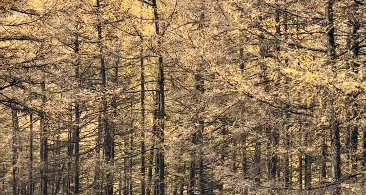 【北京一周一山·麻田岭】初级丨9公里丨穿行在落叶松林+行走在调色盘里+探索这个秋天的童话世界！