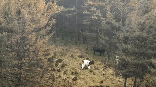 【北京一周一山·麻田岭】初级丨9公里丨穿行在落叶松林+行走在调色盘里+探索这个秋天的童话世界！