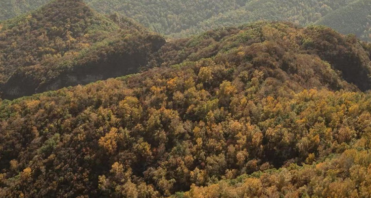 【北京一周一山·麻田岭】初级丨9公里丨穿行在落叶松林+行走在调色盘里+探索这个秋天的童话世界！