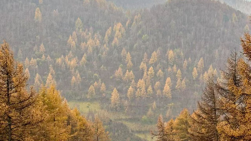 【北京一周一山·麻田岭】初级丨9公里丨穿行在落叶松林+行走在调色盘里+探索这个秋天的童话世界！