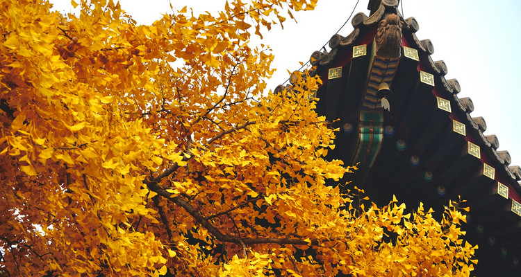 【北京一周一山·红螺寺】休闲级丨8公里丨京北巨刹千年古寺+登高祈福+徒步雁栖湖西山步道+俯瞰雁栖湖全景