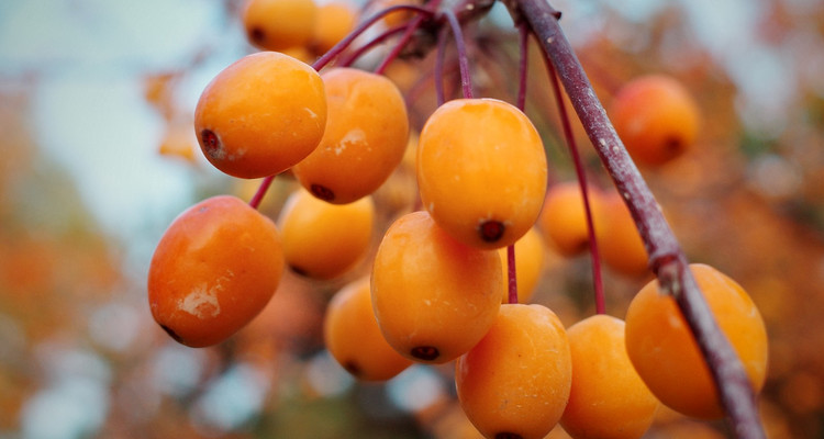 【北京一周一山·红螺寺】休闲级丨8公里丨京北巨刹千年古寺+登高祈福+徒步雁栖湖西山步道+俯瞰雁栖湖全景