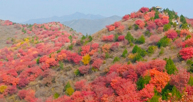 【北京一周一山·舞彩浅山】初级丨9公里徒步丨五彩浅山步道+赏红叶满山+寻五色金秋~