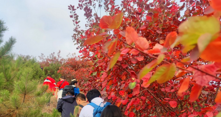 【北京一周一山·舞彩浅山】初级丨9公里徒步丨五彩浅山步道+赏红叶满山+寻五色金秋~