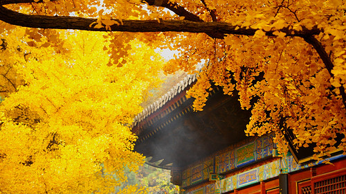 【北京一周一山·红螺寺】休闲级丨8公里丨京北巨刹千年古寺+登高祈福+徒步雁栖湖西山步道+俯瞰雁栖湖全景