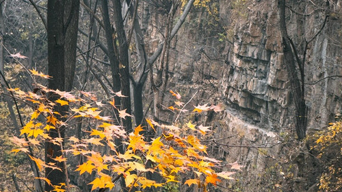 【北京一周一山·石虎线】初级丨10公里徒步丨漫步小众原生态山谷+赏秋摘野果