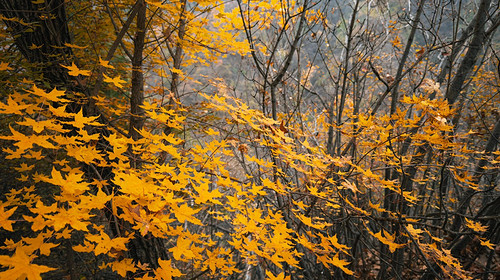 【北京一周一山·石虎线】初级丨10公里徒步丨漫步小众原生态山谷+赏秋摘野果