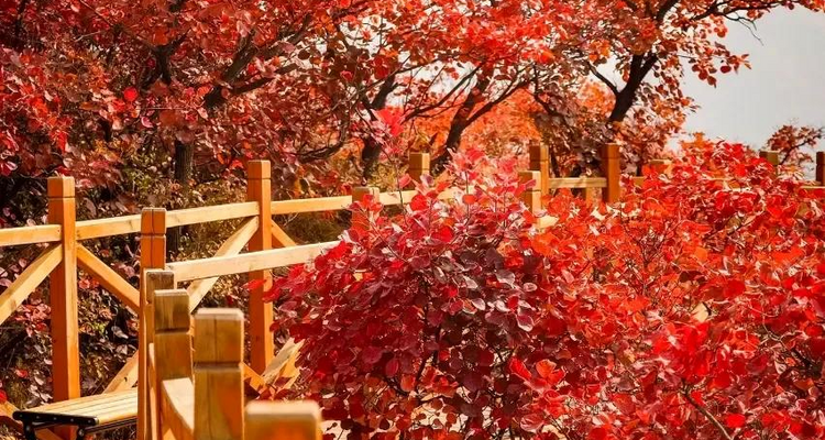 【北京一周一山·水峪村】休闲级丨8公里丨京郊徒步赏红叶+行摄漫山遍野的秋日美景+感受古村的秋日魅力！