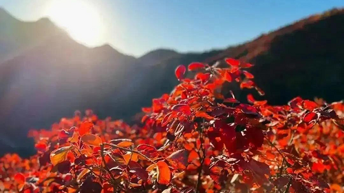 【北京一周一山·水峪村】休闲级丨8公里丨京郊徒步赏红叶+行摄漫山遍野的秋日美景+感受古村的秋日魅力！