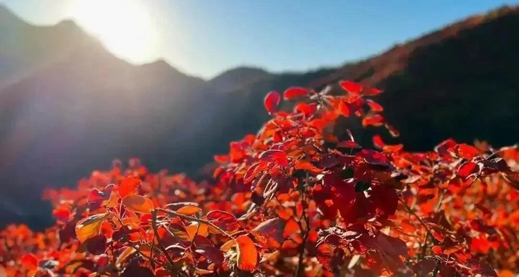 【北京一周一山·水峪村】休闲级丨8公里丨京郊徒步赏红叶+行摄漫山遍野的秋日美景+感受古村的秋日魅力！
