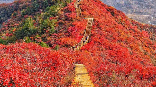 【北京一周一山·水峪村】休闲级丨8公里丨京郊徒步赏红叶+行摄漫山遍野的秋日美景+感受古村的秋日魅力！
