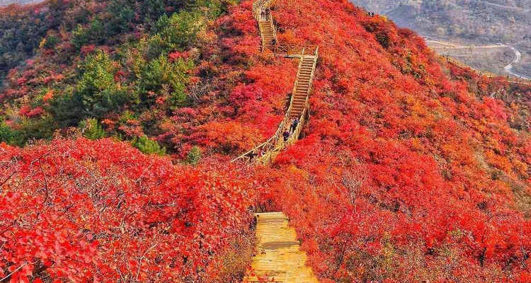【北京一周一山·水峪村】休闲级丨8公里丨京郊徒步赏红叶+行摄漫山遍野的秋日美景+感受古村的秋日魅力！