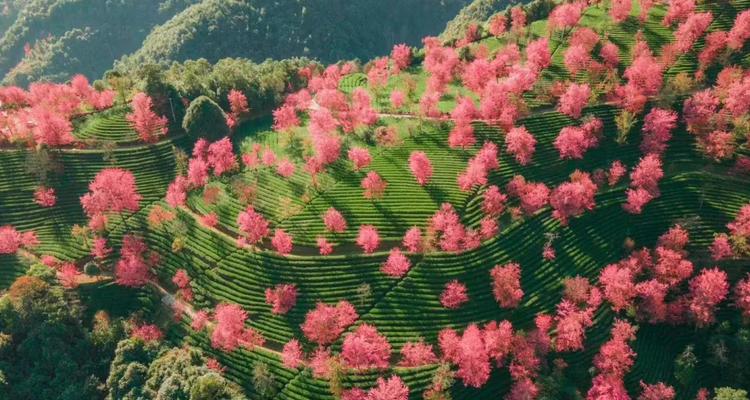 【又见云南 · 滇西大环线11日】大理+芒市瑞丽+腾冲+银杏村+怒江独龙江+纹面女+丙中洛+梅里雪山+沙溪+南涧土林+樱花谷+8人精品小团