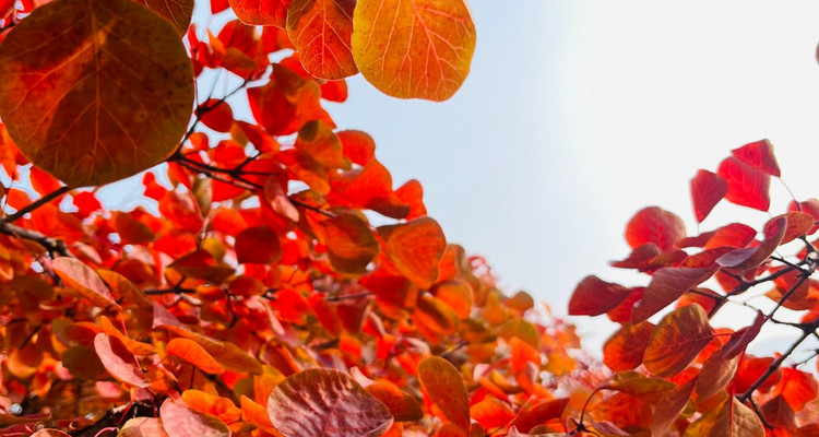 【北京一周一山·坡峰岭】休闲丨6公里丨国家地理推荐+年度红叶观赏区+休闲赏秋摄影