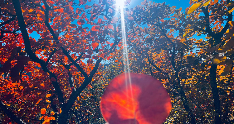 【北京一周一山·坡峰岭】休闲丨6公里丨国家地理推荐+年度红叶观赏区+休闲赏秋摄影