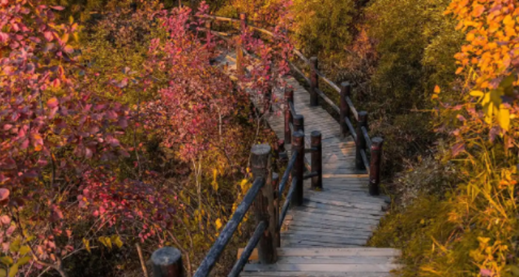 【北京一周一山·蓟州盘山】门票半价特惠！休闲丨8公里徒步丨去盘山捡个“秋日童话”+秋日登山赏景+红叶漫山美到窒息！！