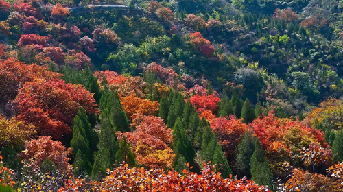 【北京一周一山·蓟州盘山】门票半价特惠！休闲丨8公里徒步丨去盘山捡个“秋日童话”+秋日登山赏景+红叶漫山美到窒息！！