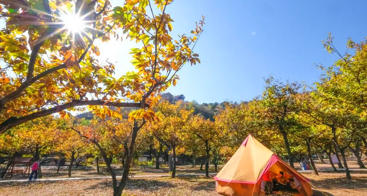 【北京一周一山·黄花城水长城】休闲级丨6公里丨观长城青灵俊秀+看满山层林浸染+翠绿、金黄、火红交织的绚丽秋色~