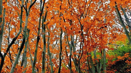 【北京一周一山·莲花滩 】休闲丨10公里丨童话森林里的漫步+奔向山谷秘境深处一线天+感受山野乐趣~