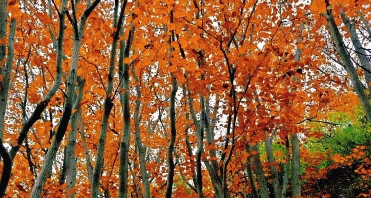 【北京一周一山·莲花滩 】休闲丨10公里丨童话森林里的漫步+奔向山谷秘境深处一线天+感受山野乐趣~