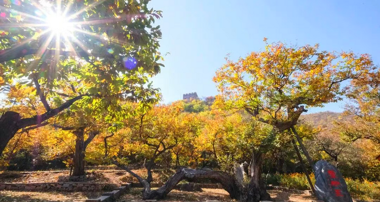 【北京一周一山·黄花城水长城】休闲级丨6公里丨观长城青灵俊秀+看满山层林浸染+翠绿、金黄、火红交织的绚丽秋色~