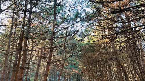 【北京一周一山·莲花滩 】休闲丨10公里丨童话森林里的漫步+奔向山谷秘境深处一线天+感受山野乐趣~