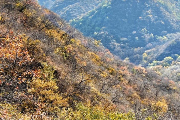 【北京一周一山·莲花滩 】早鸟优惠来袭丨童话森林里的漫步+奔向山谷秘境深处一线天+感受山野乐趣~
