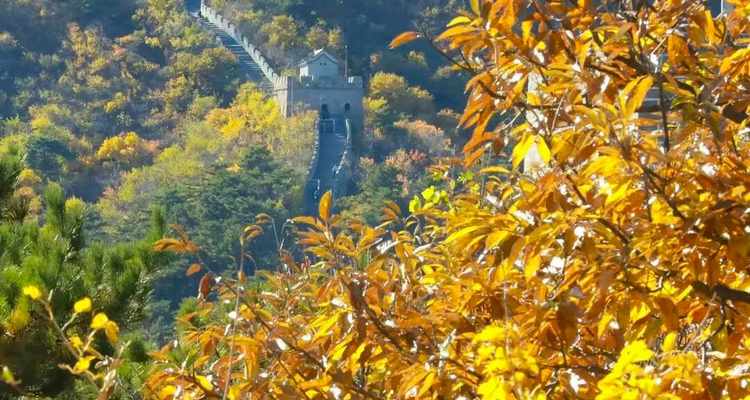 【北京一周一山·黄花城水长城】休闲级丨6公里丨观长城青灵俊秀+看满山层林浸染+翠绿、金黄、火红交织的绚丽秋色~