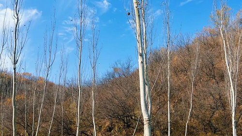 【北京一周一山·莲花滩 】休闲丨10公里丨童话森林里的漫步+奔向山谷秘境深处一线天+感受山野乐趣~