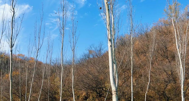 【北京一周一山·莲花滩 】休闲丨10公里丨童话森林里的漫步+奔向山谷秘境深处一线天+感受山野乐趣~