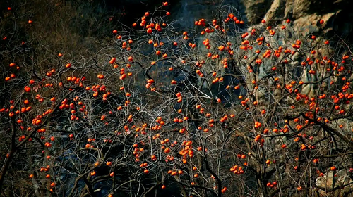 【北京一周一山·谷积山】初级丨12公里徒步丨探寻京西古道与佛寺遗迹+访灵鹫禅寺+摘野生柿子~