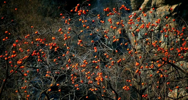 【北京一周一山·谷积山】初级丨12公里徒步丨赏谷积山红枫+探寻京西古道与佛寺遗迹+访灵鹫禅寺+摘野生柿子~