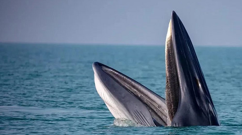 【遇见广西·在野寻鲸记6日】南宁进北海散野奢高端+跨国瀑布+小众雨林秘境+白头叶猴科考+出海追布氏鲸+火山地质科普+亲子赶海+全程高标酒店+崇左/北海/涠洲岛6日亲子