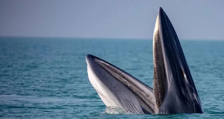 【遇见广西·在野寻鲸记6日】南宁进北海散野奢高端+跨国瀑布+小众雨林秘境+白头叶猴科考+出海追布氏鲸+火山地质科普+亲子赶海+全程高标酒店+崇左/北海/涠洲岛6日亲子