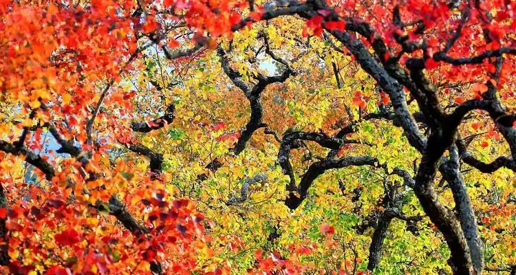 【北京一周一山·谷积山】初级丨12公里徒步丨赏谷积山红枫+探寻京西古道与佛寺遗迹+访灵鹫禅寺+摘野生柿子~