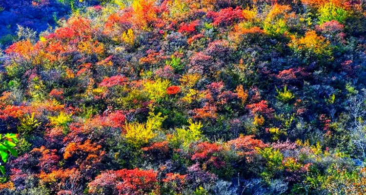 【北京一周一山·谷积山】初级丨12公里徒步丨赏谷积山红枫+探寻京西古道与佛寺遗迹+访灵鹫禅寺+摘野生柿子~