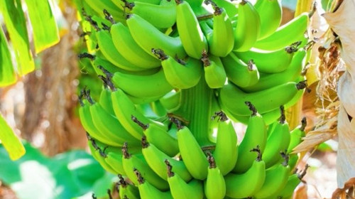 【遇见广西·在野寻鲸记6日】南宁进北海散野奢高端+跨国瀑布+小众雨林秘境+白头叶猴科考+出海追布氏鲸+火山地质科普+亲子赶海+全程高标酒店+崇左/北海/涠洲岛6日亲子